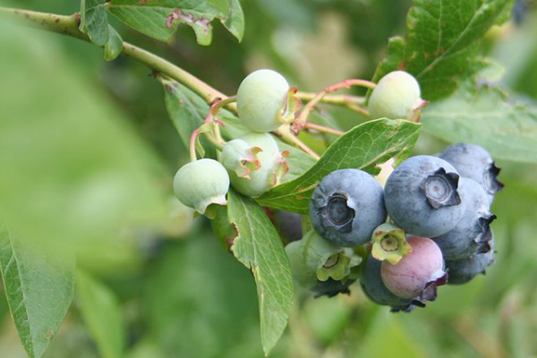 Wild blueberries (bilberries) can help tackle the adverse effects of a high-fat diet