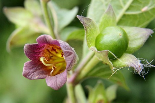 deadly-nightshade-plants-and-arthritis