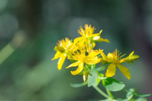 St John’s Wort can cause same adverse reactions drugs