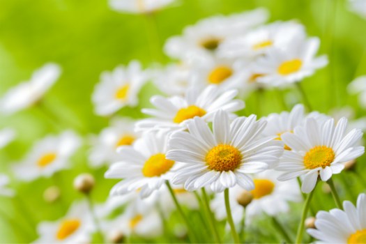 Chamomile and osteoarthritis of the knee