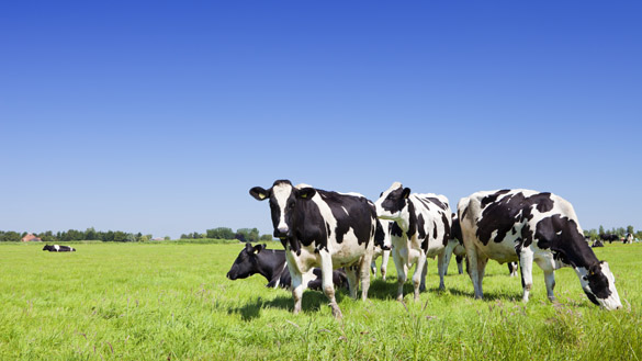 Cows in a fresh grassy field on a clear day