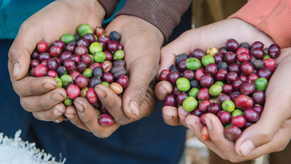 Coffee plant_low res