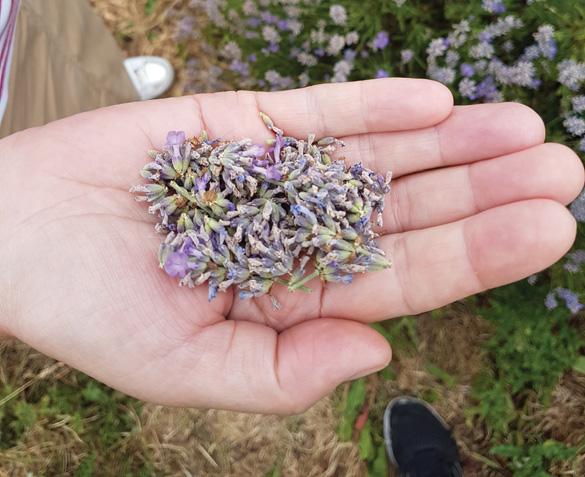 Lavender farm Chester.jpg
