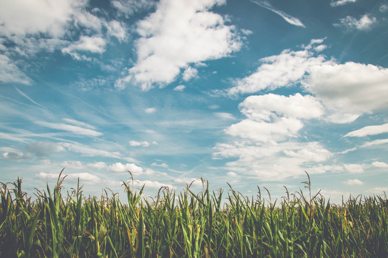corn-fields-under-white-clouds-with-blue-sky-during-daytime-158827